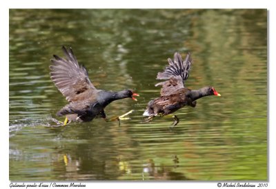 Gallinule Poule d'eau  Common Moorhen