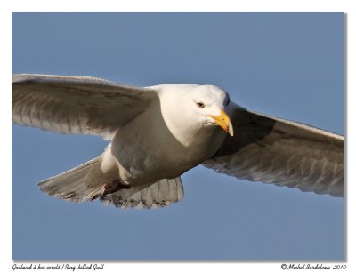 Goland argent  Herring Gull