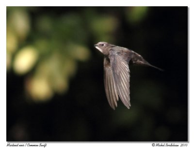 Martinet noir  Common Swift