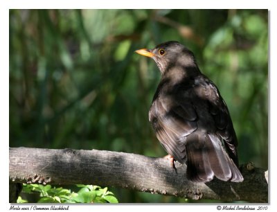 Merle noir  Common Blackbird