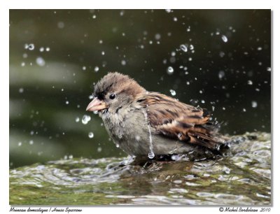 Moineau domestique House Sparrow