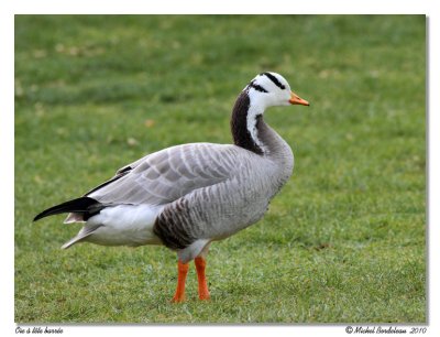 Oie  tte barre  Bar-deaded Goose