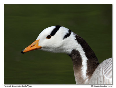 Oie  tte barre  Bar-deaded Goose