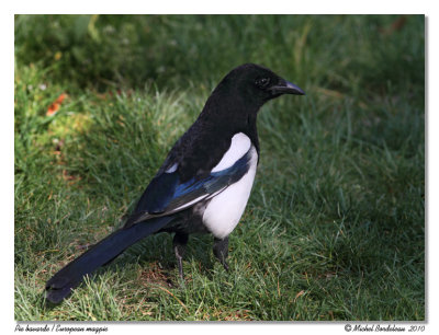 Pie bavarde  European Magpie