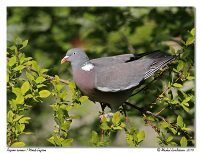 Pigeon ramier  Wood Pigeon