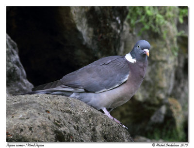 Pigeon ramier  Wood Pigeon