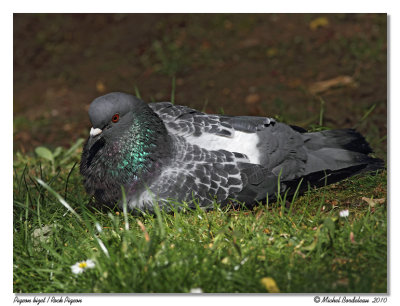 Pigeon bizet Rock Pigeon