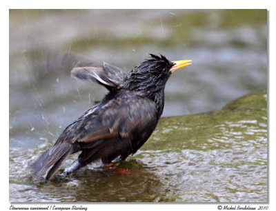 tourneau sansonnet  European Starling