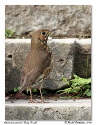 Grive musicienne  Song Thrush