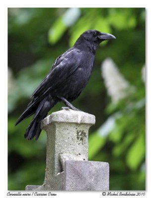 Corneille noire <br> Carrion Crow