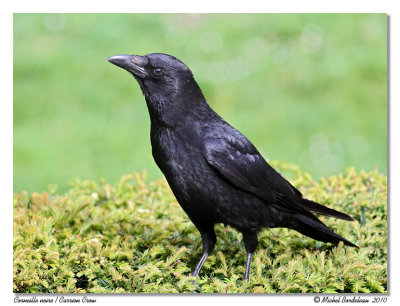 Corneille noire / Carrion Crow