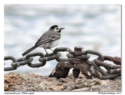 Bergeronnette grise  White Wagtail