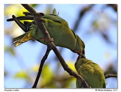 Perruche à collier Rose-ringed Parakeet