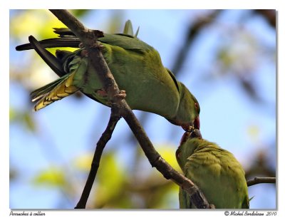 Perruche  collier  Rose-ringed Parakeet