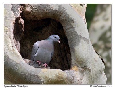 Pigeon colombin <br> Stock Pigeon