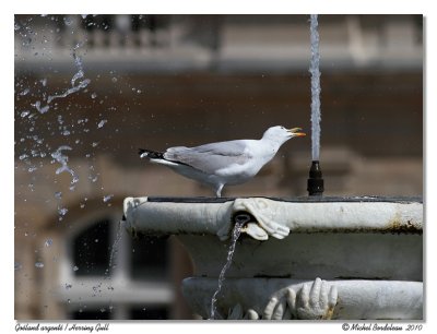 Goland argent  Herring Gull