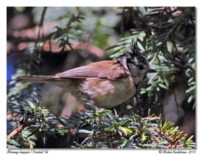 Msange huppe  Crested Tit