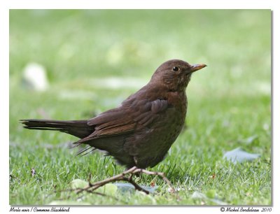 Merle noir  Common Blackbird