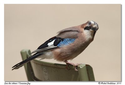 Geai des chnes<br> Eurasian Jay