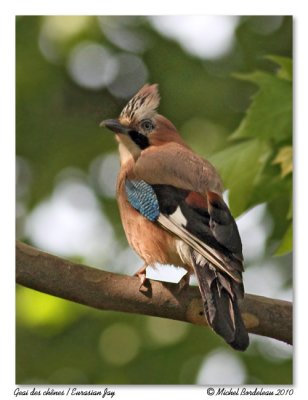 Geai des chnes Eurasian Jay