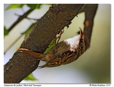 Grimpereau des jardins  Short-toed Treecreeper