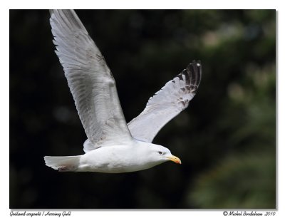 Goland argent  Herring Gull