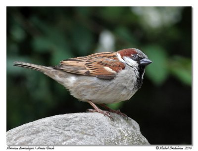 Moineau domestique  House Sparrow