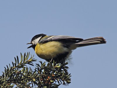 Msange charbonnire  Great Tit