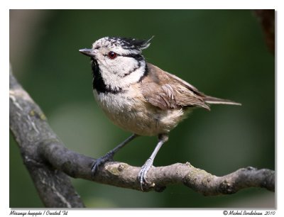 Msange huppe  Crested Tit