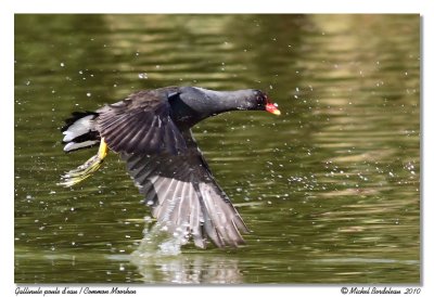 Gallinule Poule d'eau  Common Moorhen