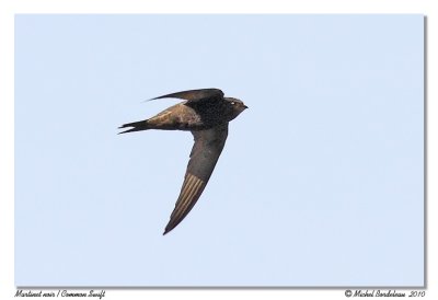 Martinet noir  Common Swift