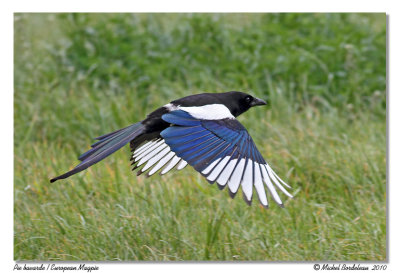 Pie bavarde  European Magpie