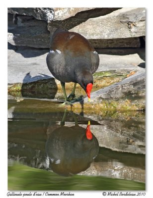 Gallinule Poule d'eau  Common Moorhen