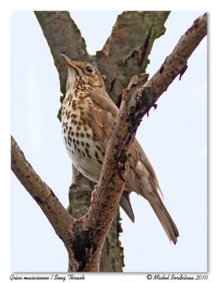 Grive musicienne  Song Thrush