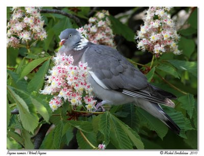 Pigeon ramier  Wood Duck