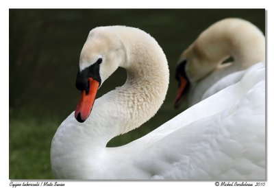 Cygne tubercul  Mute Swan