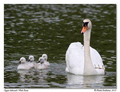 Cygne tubercul  Mute Swan