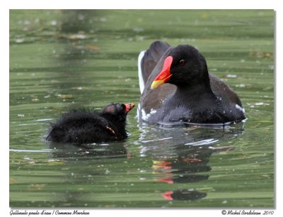 Gallinule poule-d'eau  Common Moorhen