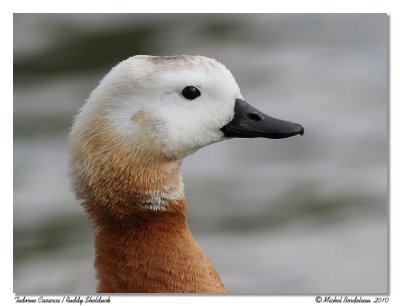 Tadorne casarca  Ruddy Shelduck