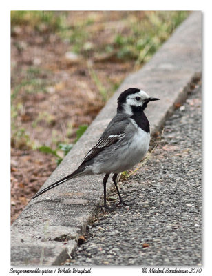 Bergeronnette grise  White Wagtail