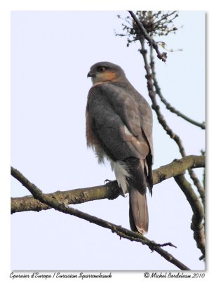 pervier d'Europe  Eurasian Sparrowhawk