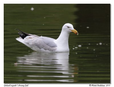 Goland argent  Herring Gull