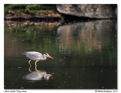 Hron cendr  Grey Heron