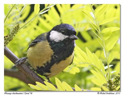 Msange charbonnire  Great Tit