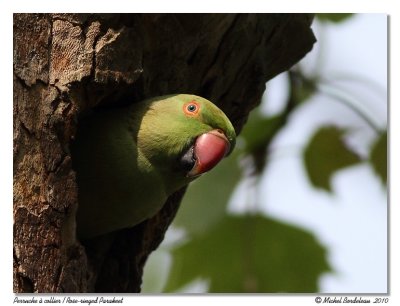 Perruche à collier Rose-ringed Parakeet