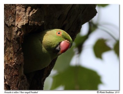 Perruche  collier  Rose-ringed Parakeet