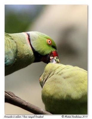 Perruche  collier  Rose-ringed Parakeet