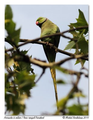 Perruche  collier  Rose-ringed Parakeet