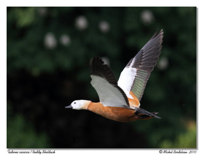 Tadorne casarca  Ruddy Shelduck