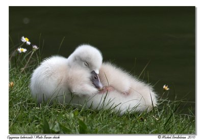 Cygneau tubercul  Mute Swan chick